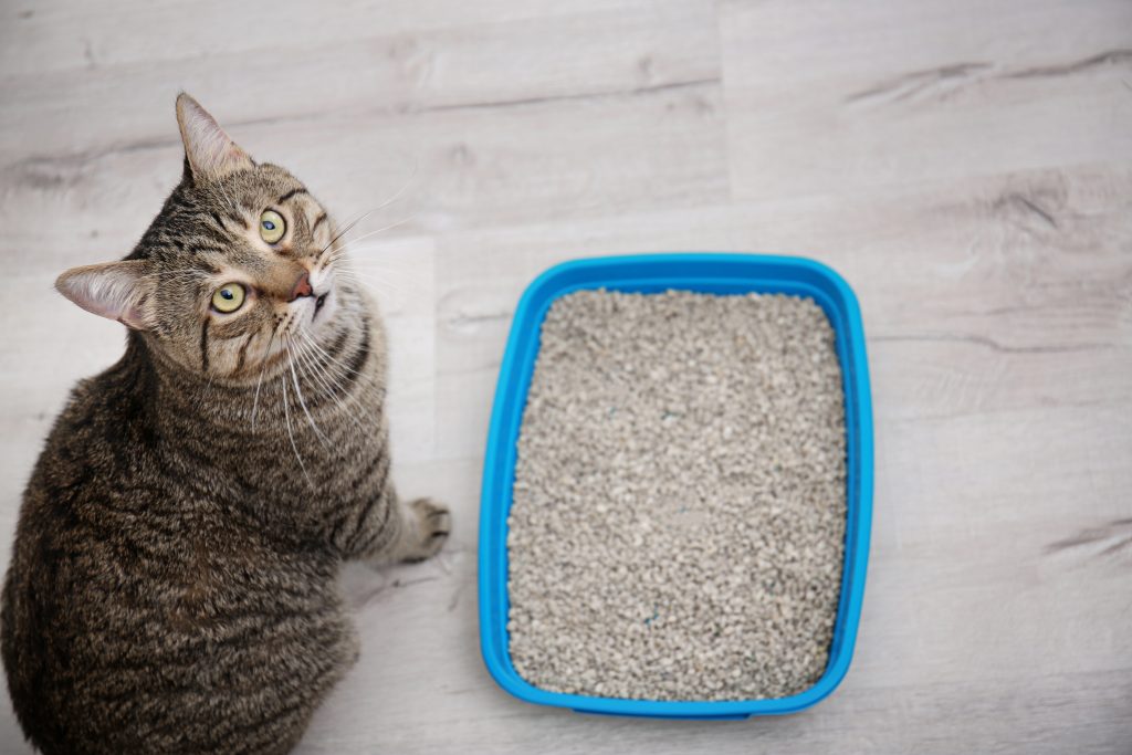 Cat is not using the Litter Box Helpful Tips
