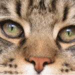 american shorthair cat
