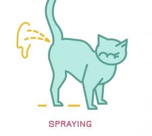 Cat spraying