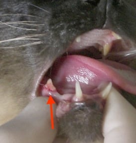 cat tooth decay