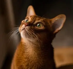 abyssinian cat head