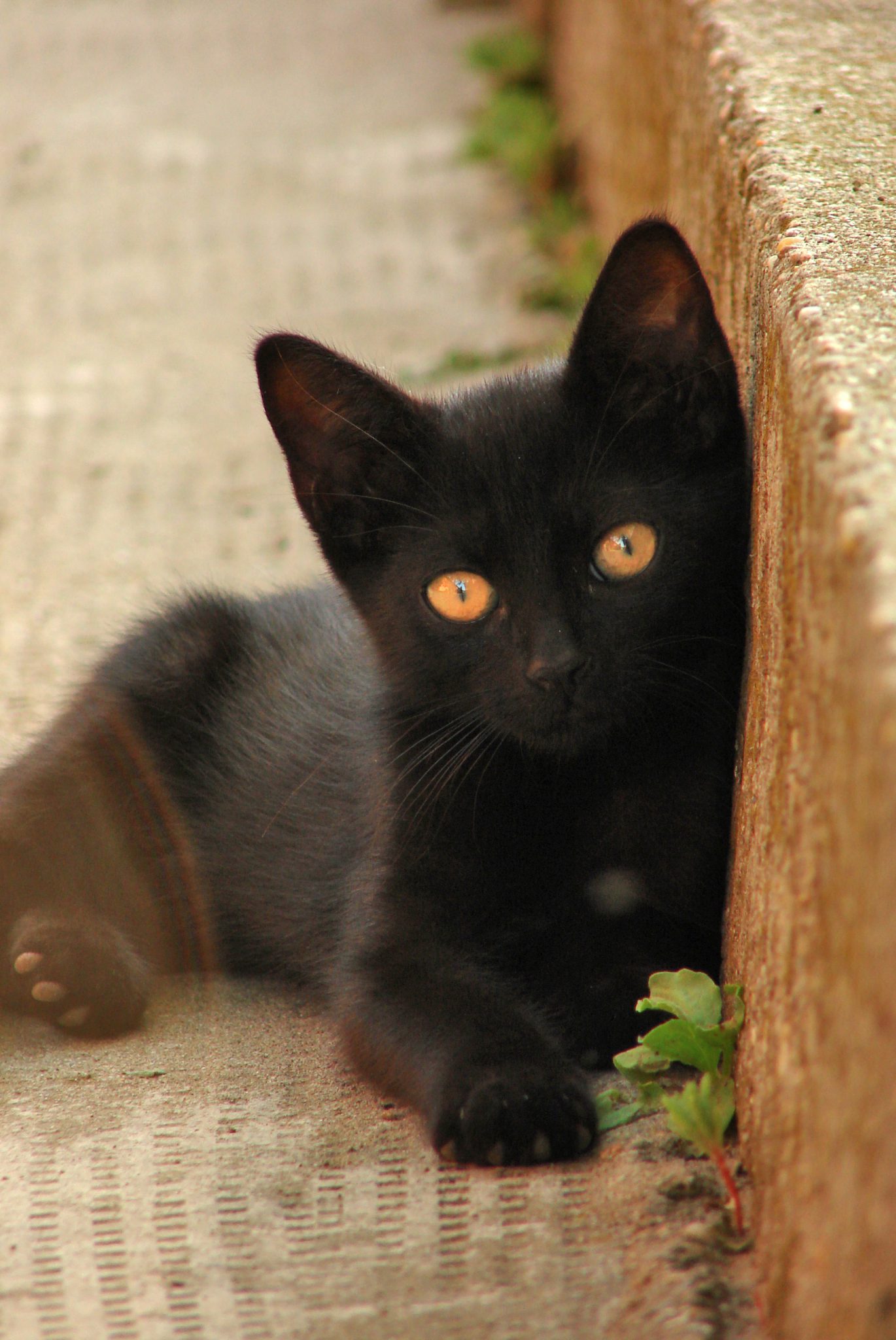 Bombay Cat Breed Information