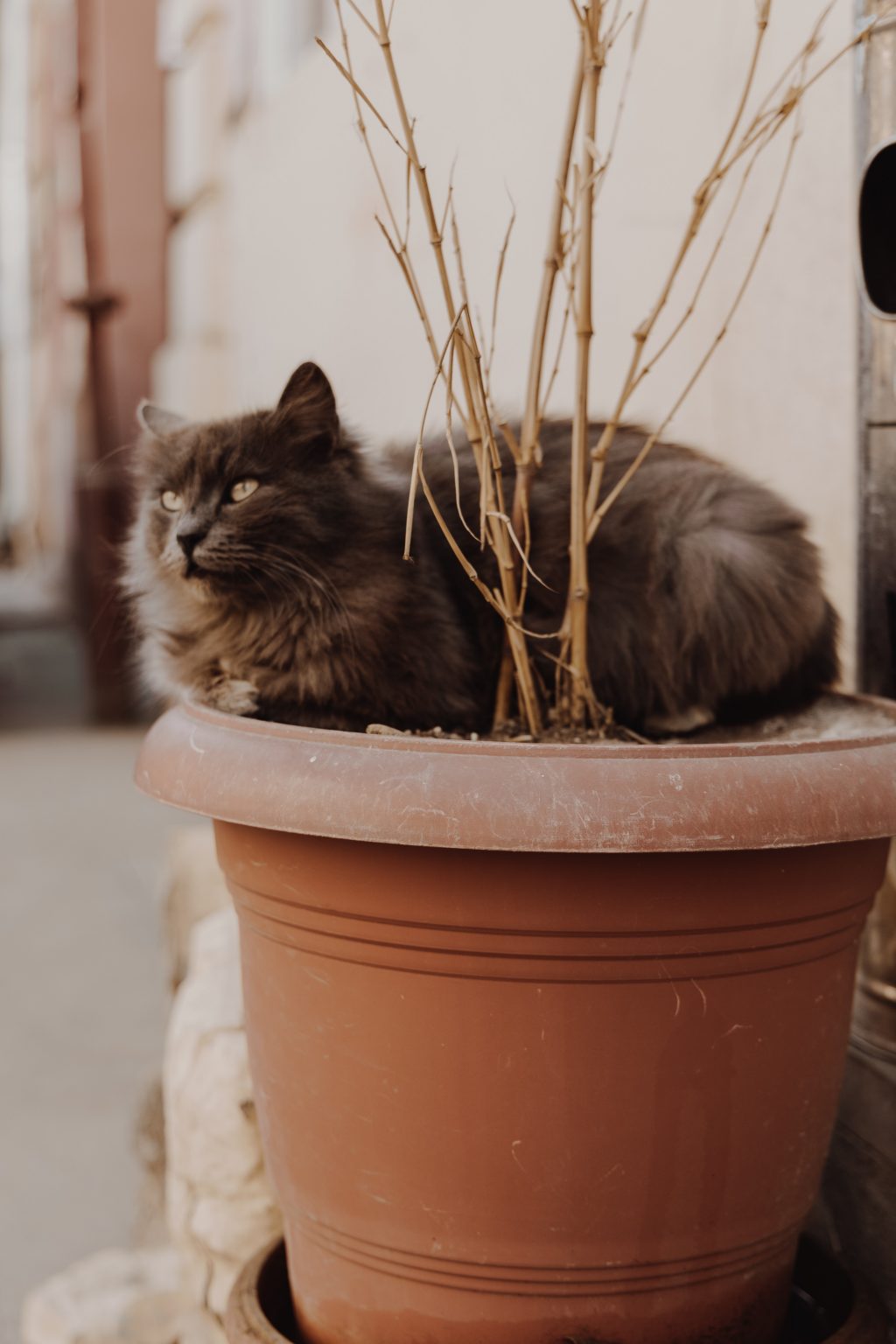 Stop the Cat Peeing in your Potted Plants