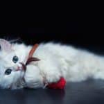 White chinchilla cat