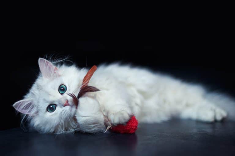 White chinchilla cat