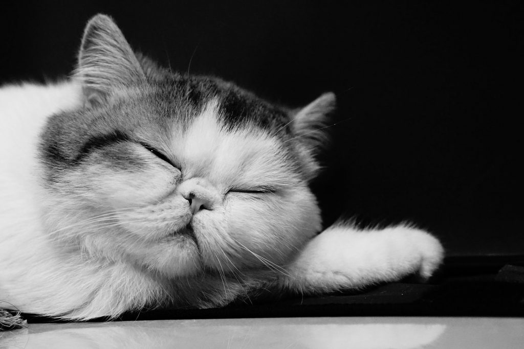 exotic shorthair cat