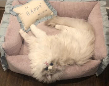 fluffyballs ragdolls Kittens for sale