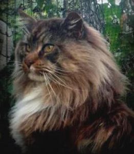 makeitmaines maine coon Kittens for sale