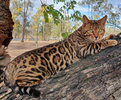 migaloo Bengal Kittens for sale