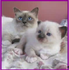 nicsha birman Kittens for sale