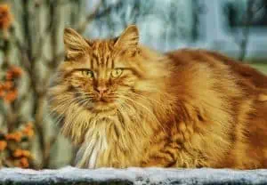Norwegian Forest Ochre cat