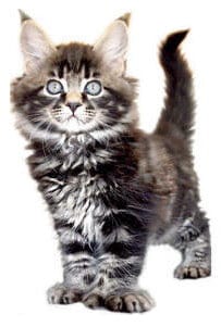 rapscallion main coon Kittens for sale