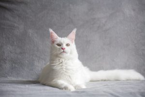 Gorgeous White Maine Coon Cat