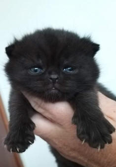 Brindie kittens for sale brindie cattery