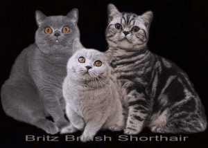 Britz British Shorthair Kittens for sale