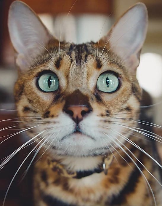 DDLIONSDOLLS Bengal Kittens for sale