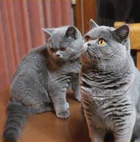 Jehanne British Shorthair Kittens for sale