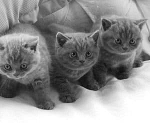 Peartreehill British Shorthair Kittens for sale