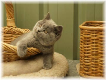 dassin cattery british shorthair Kittens for sale