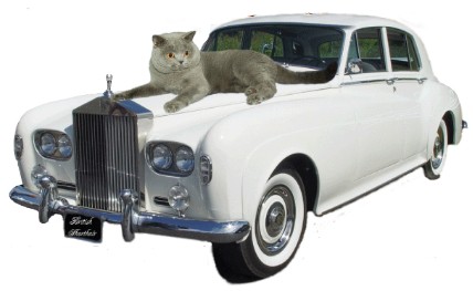 kalame british shorthair Kittens for sale