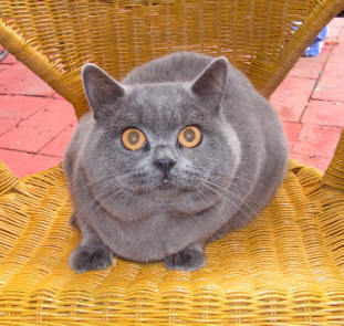 keleen british shorthair Kittens for sale