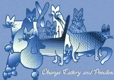 obanya british shorthair-Cornish-Singapura-Russian Kittens for sale