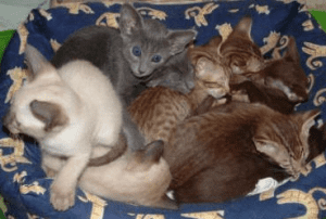 Seki Oriental Siamese Kittens for sale