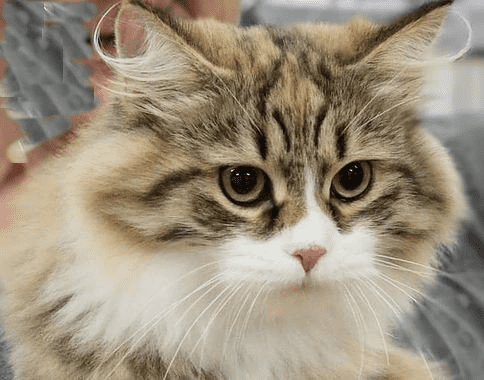 Babuschka Siberian Kittens for sale