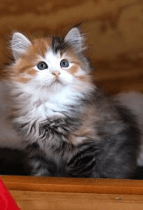 Prideshill Siberian Kittens for sale