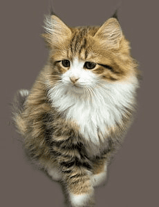Shemiaka Siberian Kittens for sale
