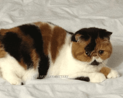 glamorgan Exotic Shorthair Kittens for sale