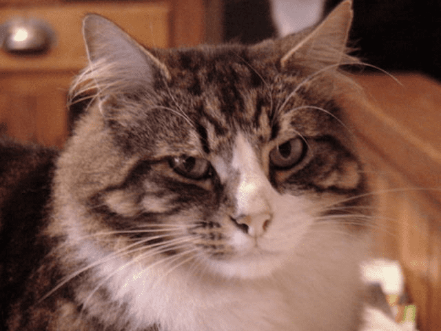 TwoHonsGC Norwegian Forest Kittens for sale