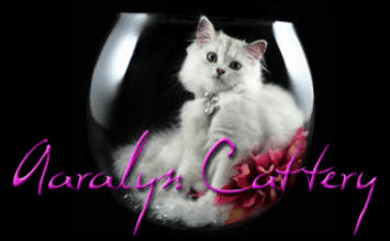 Aaralyn Burmilla Kittens for sale