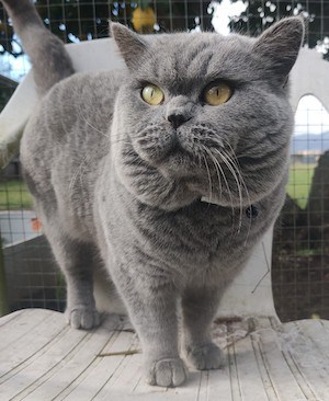 British Shorthair Cat for sale