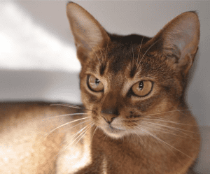 Chatd d'Or Abyssinian Kittens for sale