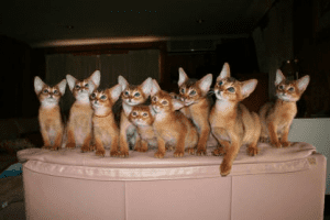 Osiris & Chatd d'Or Abyssinians Kittens for sale