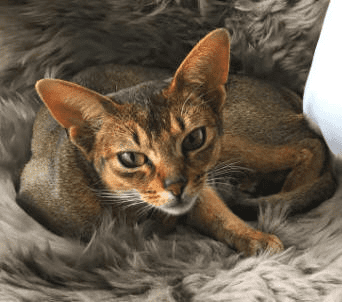 WillowPark Abyssinian Kittens for sale