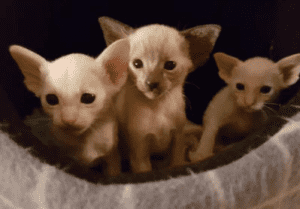 Everest Siamese Kittens for sale