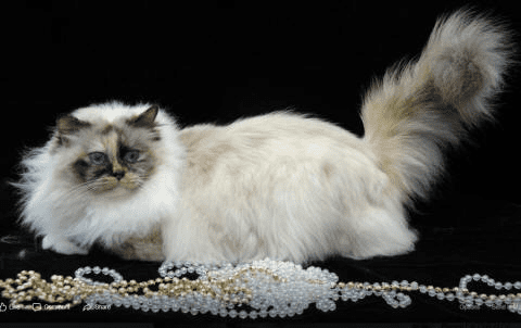Bindura Birman Kittens for sale
