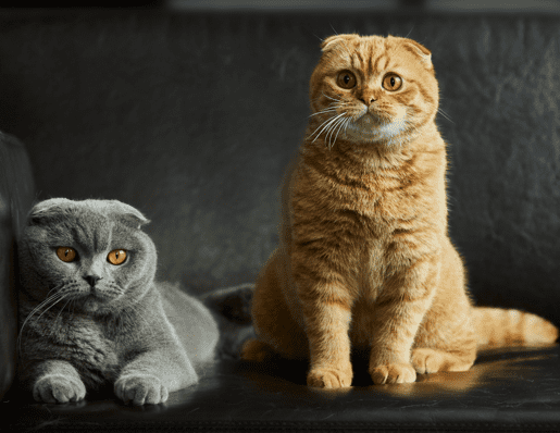 Kiltkatz Scottish Kittens for sale