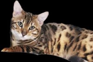 catempire bengal Kittens for sale