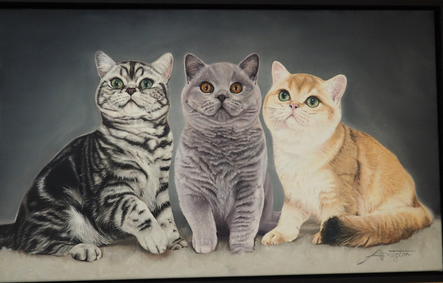 Britz British Shorthair 3 Cats for sale