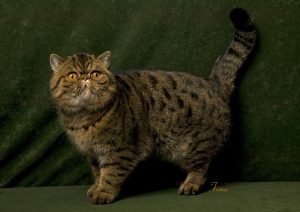 JayGee Exotic Shorthair Cat