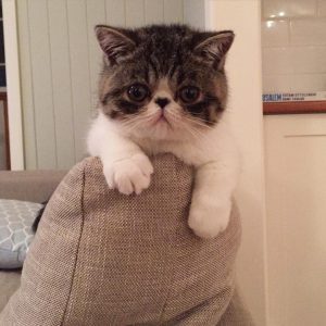 JayGee Exotic Shorthair Cat on a sofa