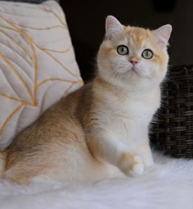Britz British Shorthair Cat for Sale