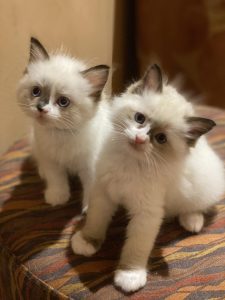Affinity Ragdoll kittens looking at you