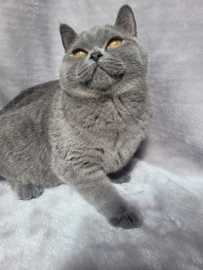 Bonny Britz Cats for Sale