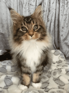 Coonucopia Maine Coon Kittens for sale