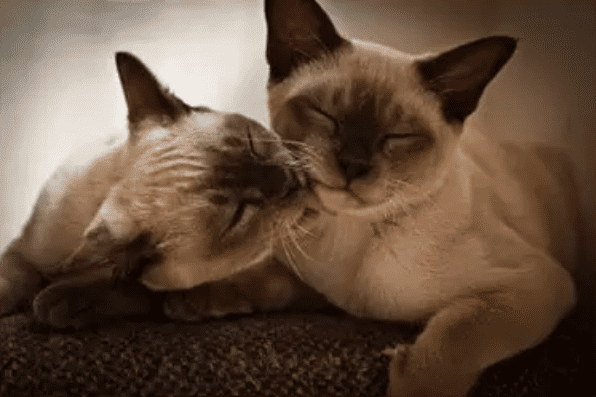 Copperkee Burmese Kittens for sale