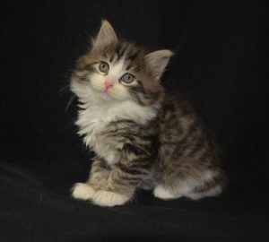Miakoschka Siberian Kittens for sale